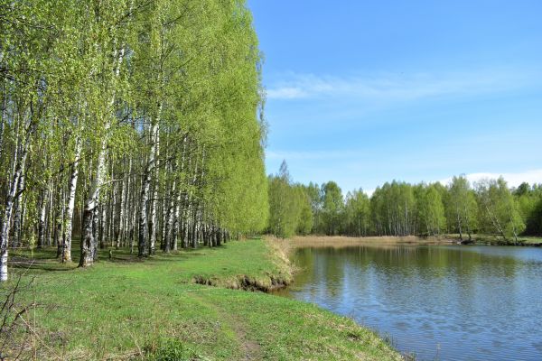 River Birch Pruning in Golden