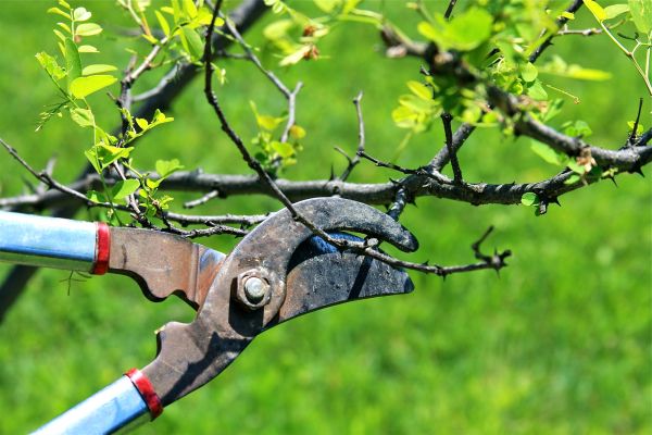Branches Pruning in Golden