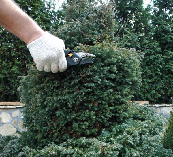 Ornamental Tree Trimming in Golden