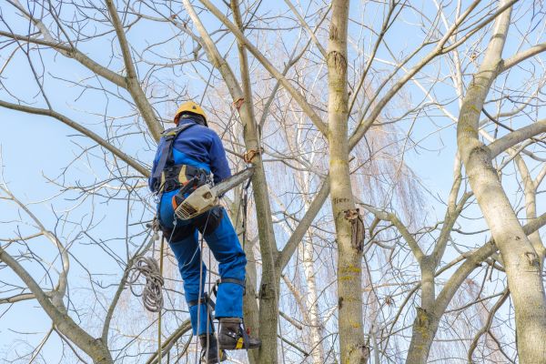 Large Tree Trimming in Golden