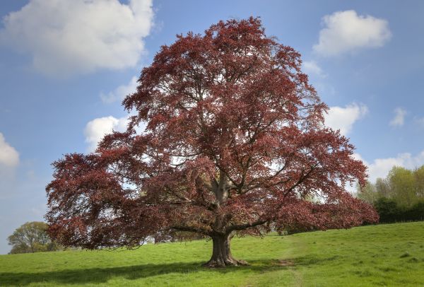 Beech Tree Pruning in Golden
