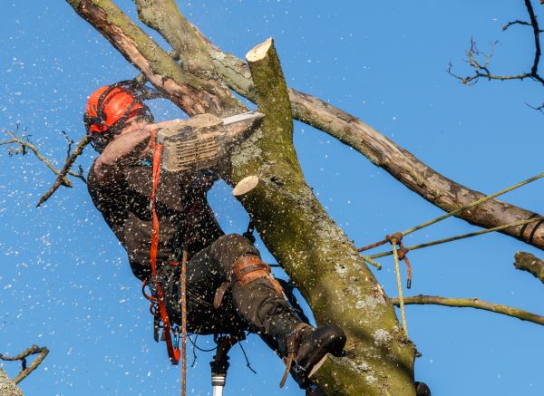 Tree Trimming Service in Golden