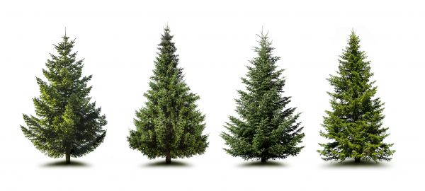 Cost of Pine Tree Trimming in Golden