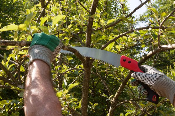 Apple Tree Trimming in Golden